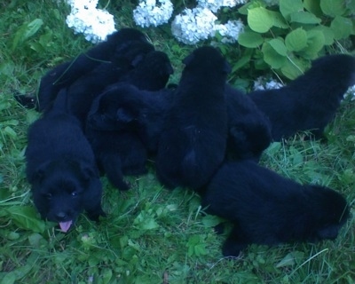 A litter of black Giant German Spitz puppies are outside in grass with white flowers behind them.